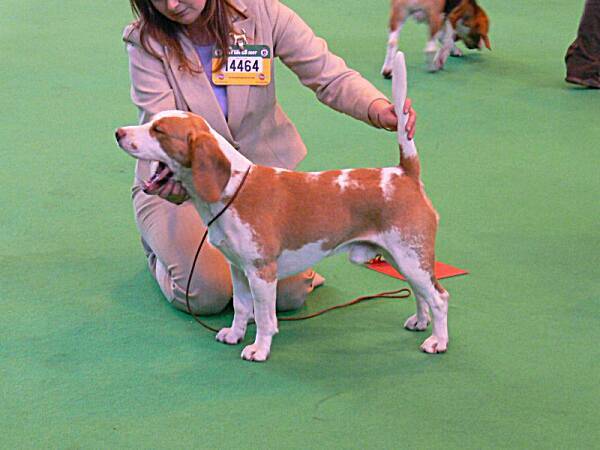 Yearling dog - 1.místo TIMAMSO AMOUR AT BIRYBARN