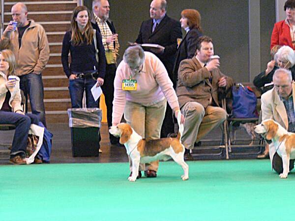 Veteran dog titul Res - IR CH KENZED WEAVER OF BONDLEA JW