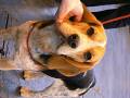 Special puppy dog - mottle beagle JALHAR MILES AHEAD 4