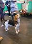 Special puppy dog - mottle beagle JALHAR MILES AHEAD 2