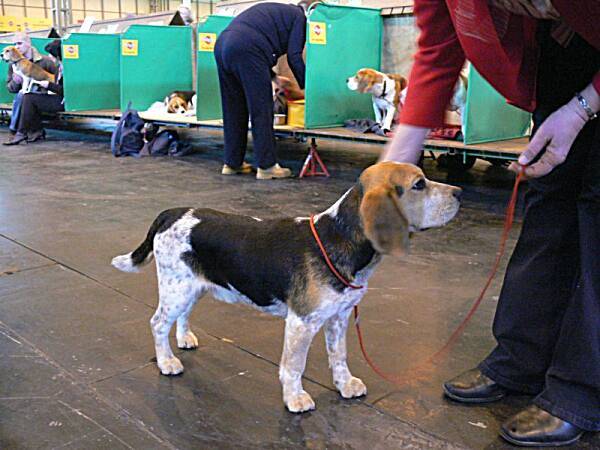 Special puppy dog - mottle beagle JALHAR MILES AHEAD