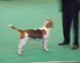 Open dog - 3.místo - CH DIALYNNE RYANS GOLD AT BAYARD