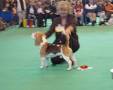 Open dog - 1.míst, Best dog, Best of breed - CH OB-LA-DIS FABLED