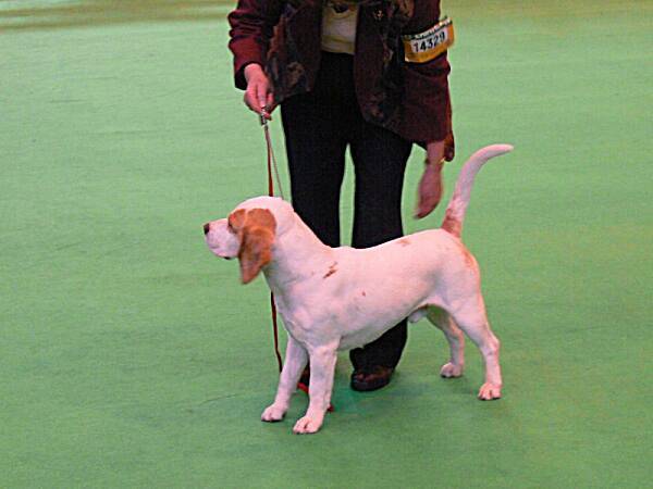 Limit dog - 1. místo + Res DOG CC - BONDLEA BRADMAN JW ShCM