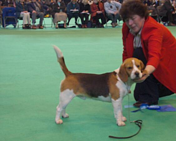 Good citizen dog scheme dog - 2.místo MOLESEND DOLERITE OVER BAR