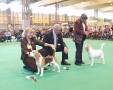 Best dog + Best of breed CH OB-LA-DIS FABLED ETIENNE NAVARRE and