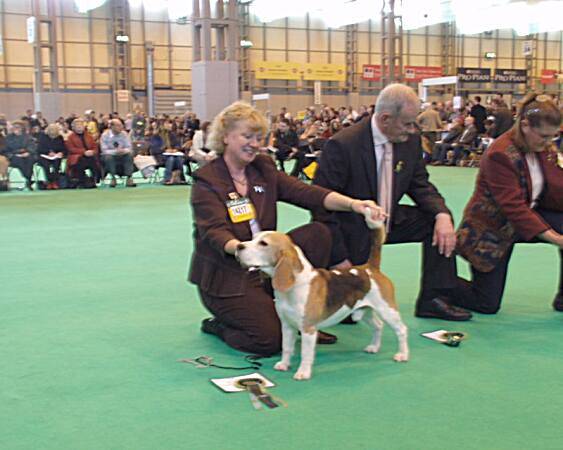 Best dog + Best of breed CH OB-LA-DIS FABLED ETIENNE NAVARRE 2