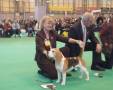 Best dog + Best of breed CH OB-LA-DIS FABLED ETIENNE NAVARRE