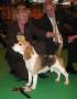 Best of Breed-Beagle Crufts Winner 2007